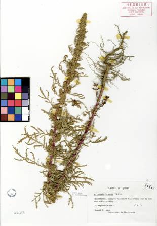 Armoise bisannuelle - plante témoin