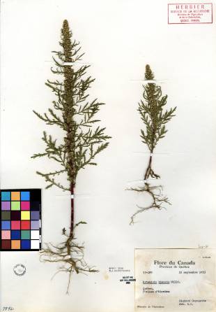 Armoise bisannuelle - plante adulte