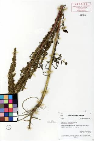 Armoise bisannuelle - plante adulte