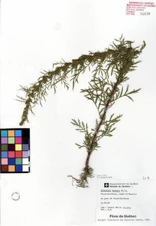 Armoise bisannuelle - plante adulte