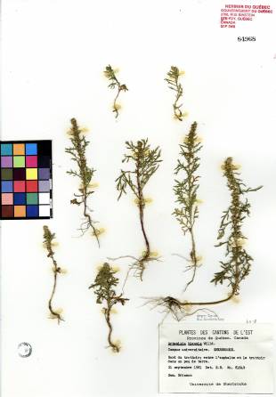 Armoise bisannuelle - plante adulte