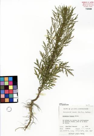 Armoise bisannuelle - plante adulte