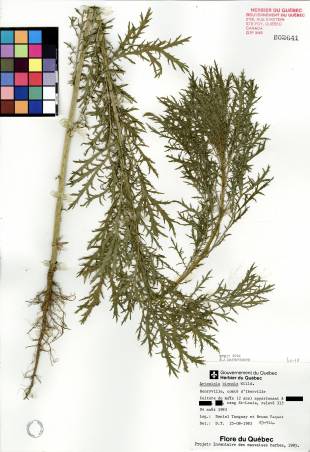 Armoise bisannuelle - plante adulte