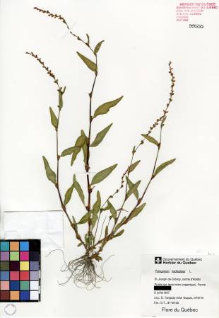 Renouée poivre-d'eau - plante témoin