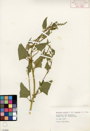 Arroche hastée - plante adulte