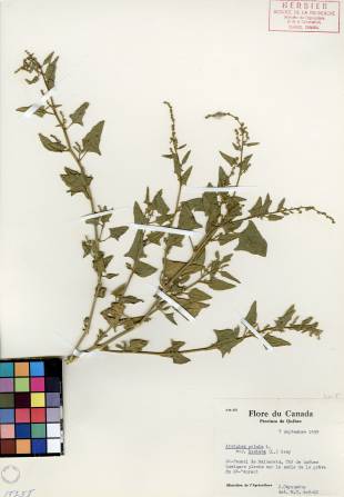 Arroche hastée - plante adulte