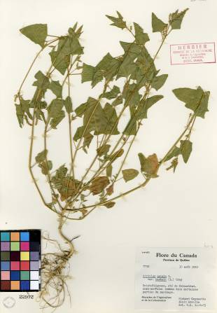 Arroche hastée - plante adulte