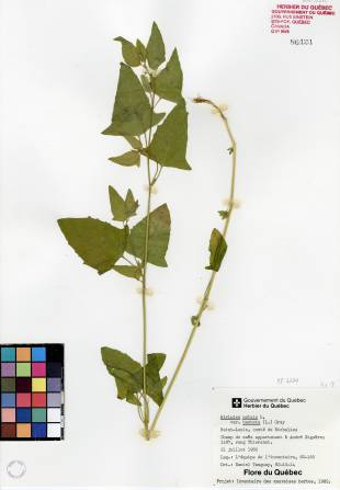 Arroche hastée - plante adulte