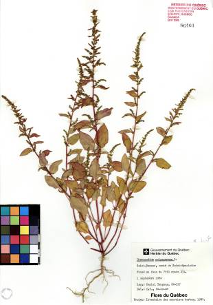 Chénopode polysperme - plante témoin