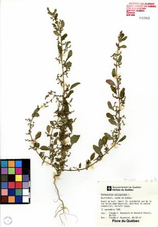 Chénopode polysperme - plante adulte