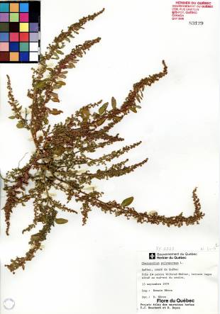 Chénopode polysperme - plante adulte