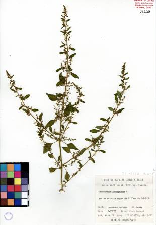 Chénopode polysperme - plante adulte