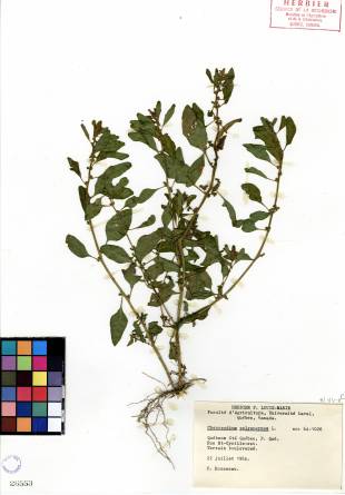 Chénopode polysperme - plante adulte