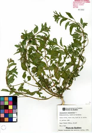 Chénopode polysperme - plante adulte