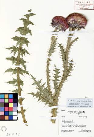Chardon penché - plante témoin