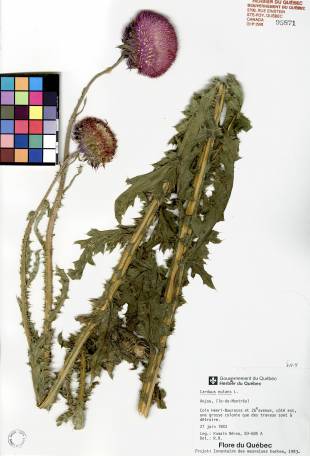 Chardon penché - plante adulte