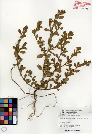 Renouée coriace - plante témoin