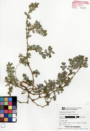 Renouée coriace - plante adulte