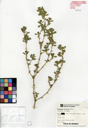 Renouée coriace - plante adulte