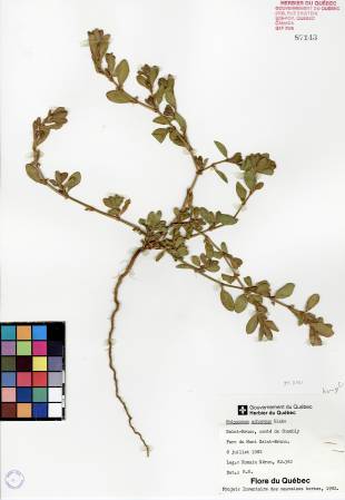 Renouée coriace - plante adulte