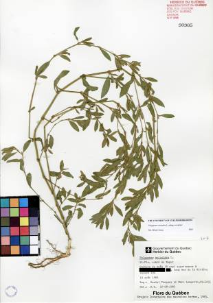 Renouée des oiseaux - plante adulte
