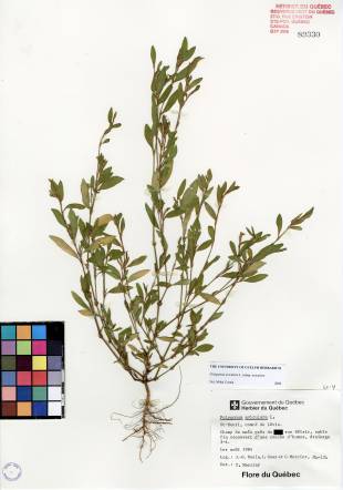 Renouée des oiseaux - plante adulte