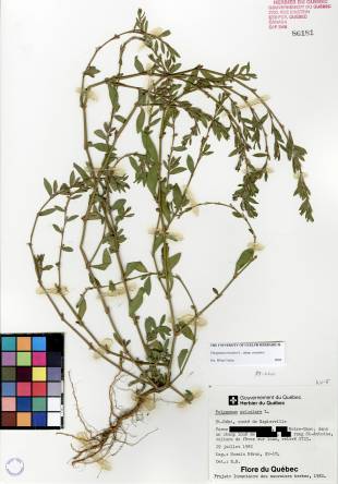 Renouée des oiseaux - plante adulte