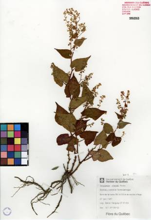 Renouée à noeuds ciliés - plante témoin