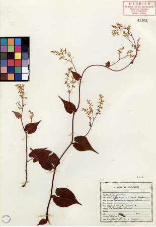 Renouée à noeuds ciliés - plante adulte