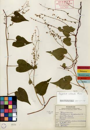 Renouée à noeuds ciliés - plante adulte