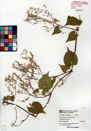 Renouée à noeuds ciliés - plante adulte
