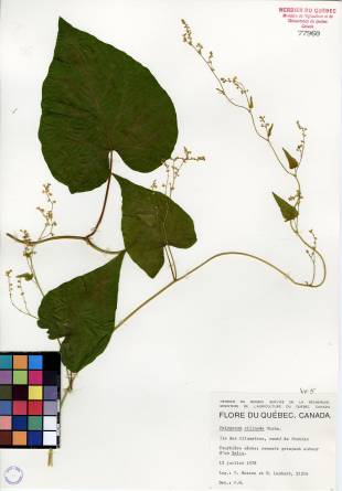 Renouée à noeuds ciliés - plante adulte