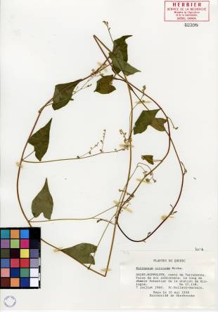 Renouée à noeuds ciliés - plante adulte