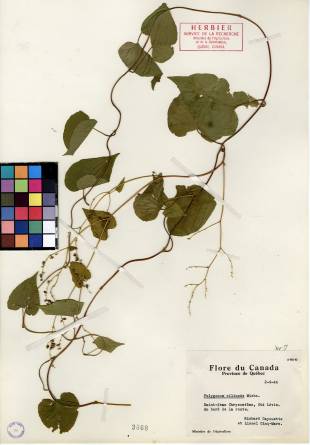 Renouée à noeuds ciliés - plante adulte