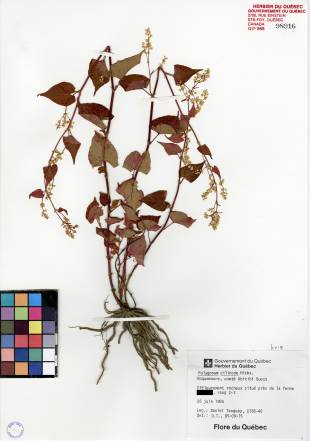 Renouée à noeuds ciliés - plante adulte
