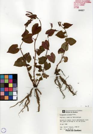 Renouée à noeuds ciliés - plante adulte