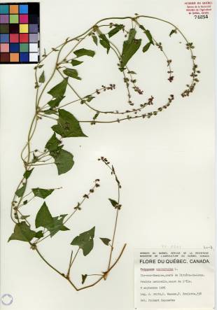Renouée liseron - plante adulte