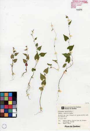Renouée liseron - plante adulte