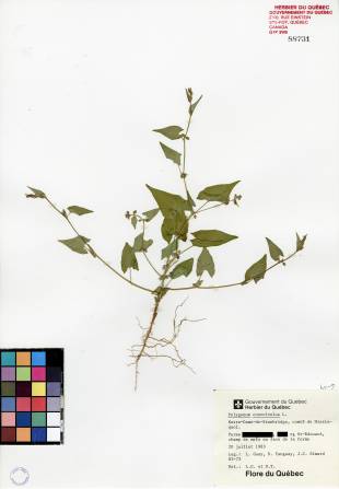 Renouée liseron - plante adulte