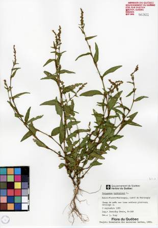 Renouée poivre-d'eau - plante adulte