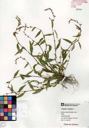 Renouée poivre-d'eau - plante adulte