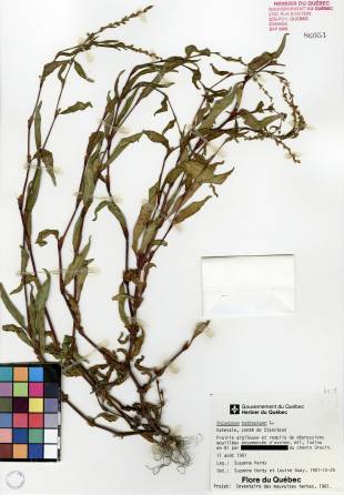 Renouée poivre-d'eau - plante adulte