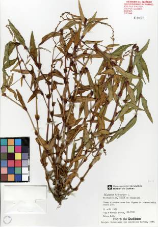 Renouée poivre-d'eau - plante adulte