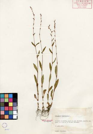 Renouée poivre-d'eau - plante adulte