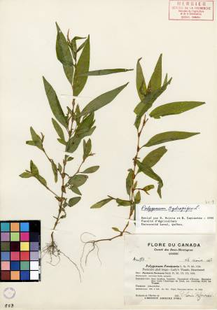 Renouée poivre-d'eau - plante adulte