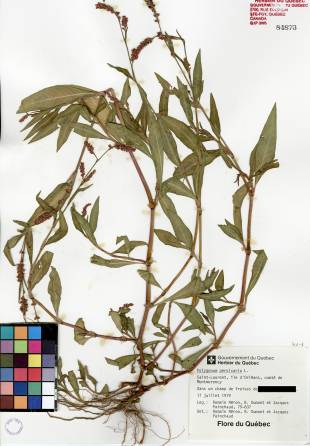 Renouée persicaire - plante témoin