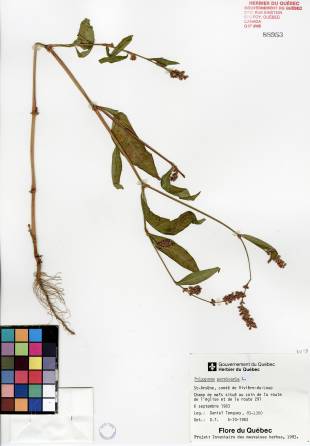 Renouée persicaire - plante adulte