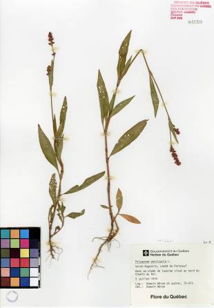 Renouée persicaire - plante adulte