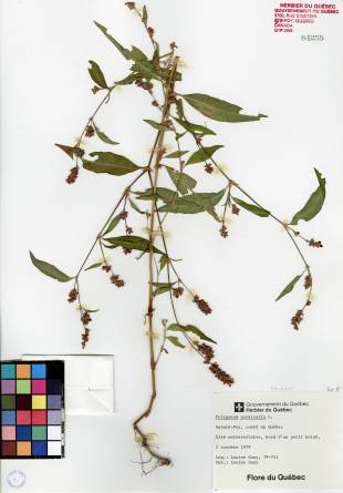 Renouée persicaire - plante adulte