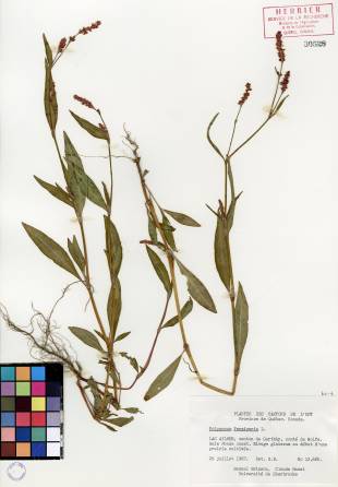 Renouée persicaire - plante adulte